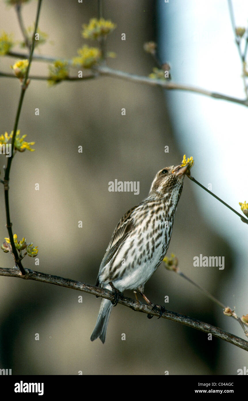 Femme Roselin pourpré (Carpodacus purpureus) perché sur le ressort de la direction générale de l'alimentation et de bourgeons d'arbre cornouiller jaune Banque D'Images