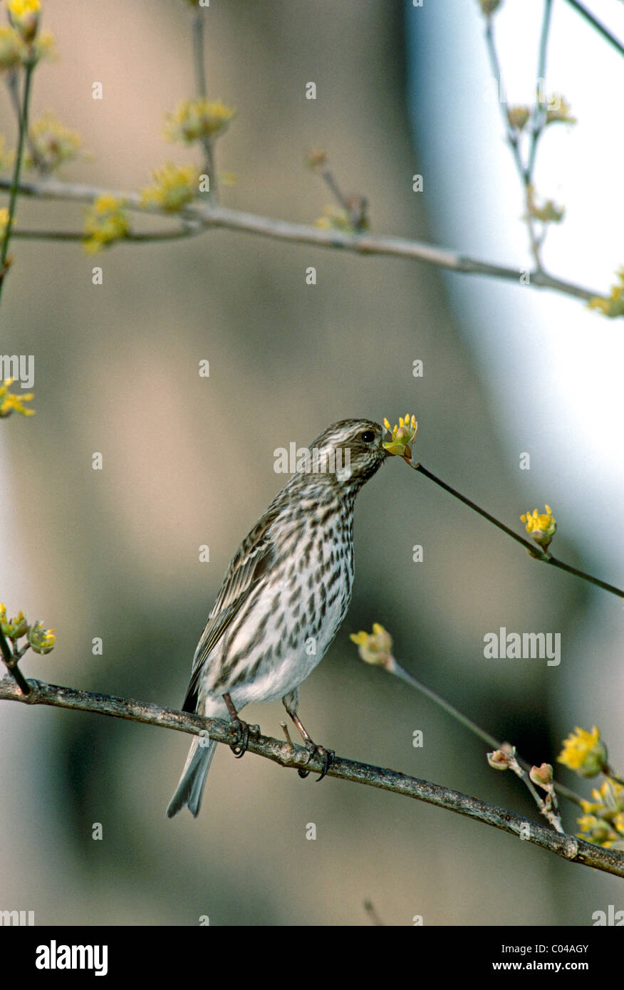 Femme Roselin pourpré (Carpodacus purpureus) perché sur le ressort de la direction générale de l'alimentation et de bourgeons d'arbre cornouiller jaune Banque D'Images