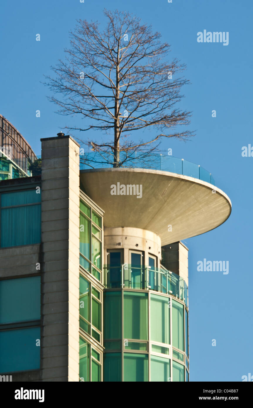 Des tours d'habitation avec un arbre qui pousse à partir de l'appartement, Vancouver, BC, Canada Banque D'Images