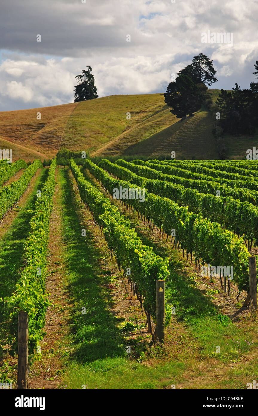Vignoble de Brightwater, Brightwater, près de Nelson, région de Tasmanie, île du Sud, Nouvelle-Zélande Banque D'Images