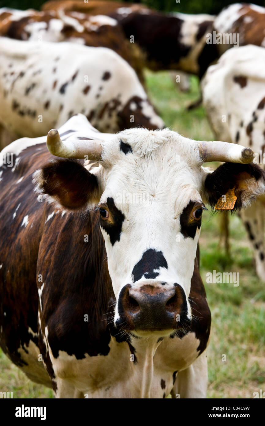 Brown et blanc Français vache normande dans un pré en Dordogne région de France Banque D'Images