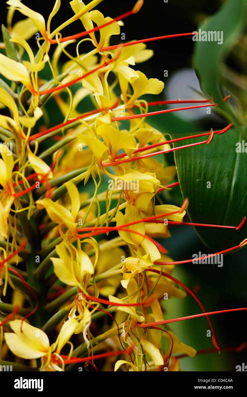 Fleur sauvage jaune Kahili Ginger. Famille : Primulaceae, Genre : Hedychium gardnerianum H., essence :. Plantes envahissantes indésirables Banque D'Images