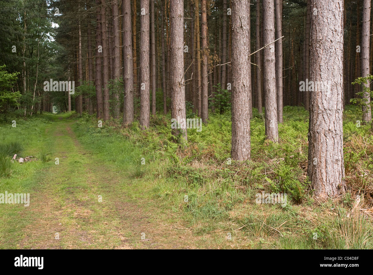 Forest ride ou incendie, Clumber Park, Nottinghamshire Banque D'Images