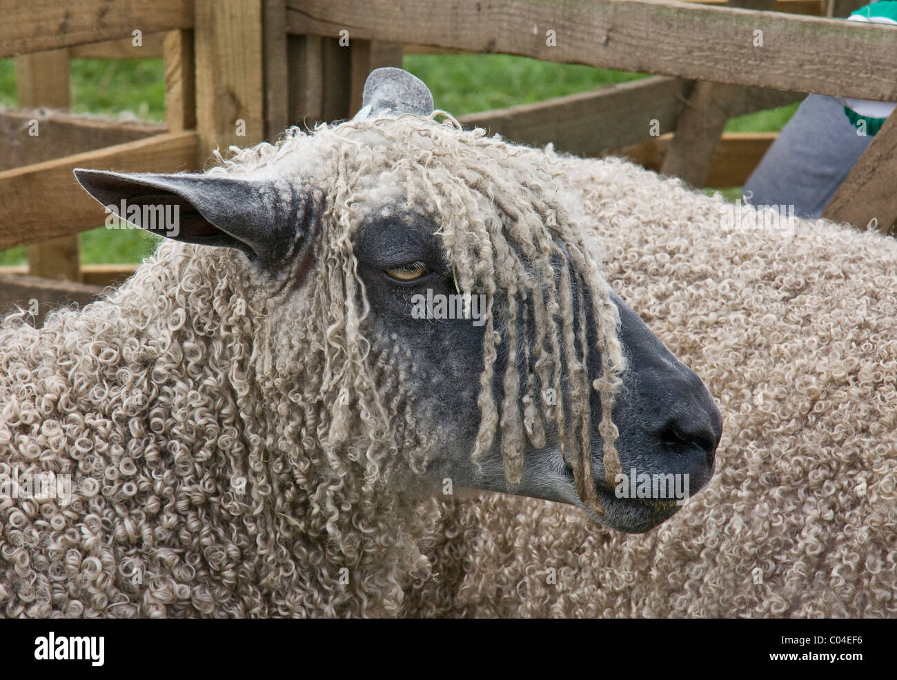 Race de mouton Wensleydale (ewe) dans l'appréciation stylo à Wensleydale Comice agricole, Leyburn, North Yorkshire Banque D'Images