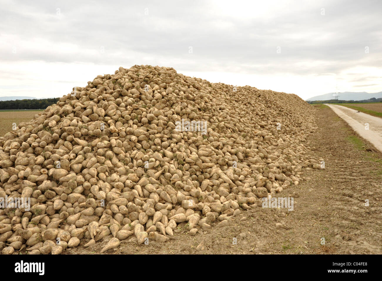 La betterave à sucre sur le terrain fraîchement récolté. Banque D'Images