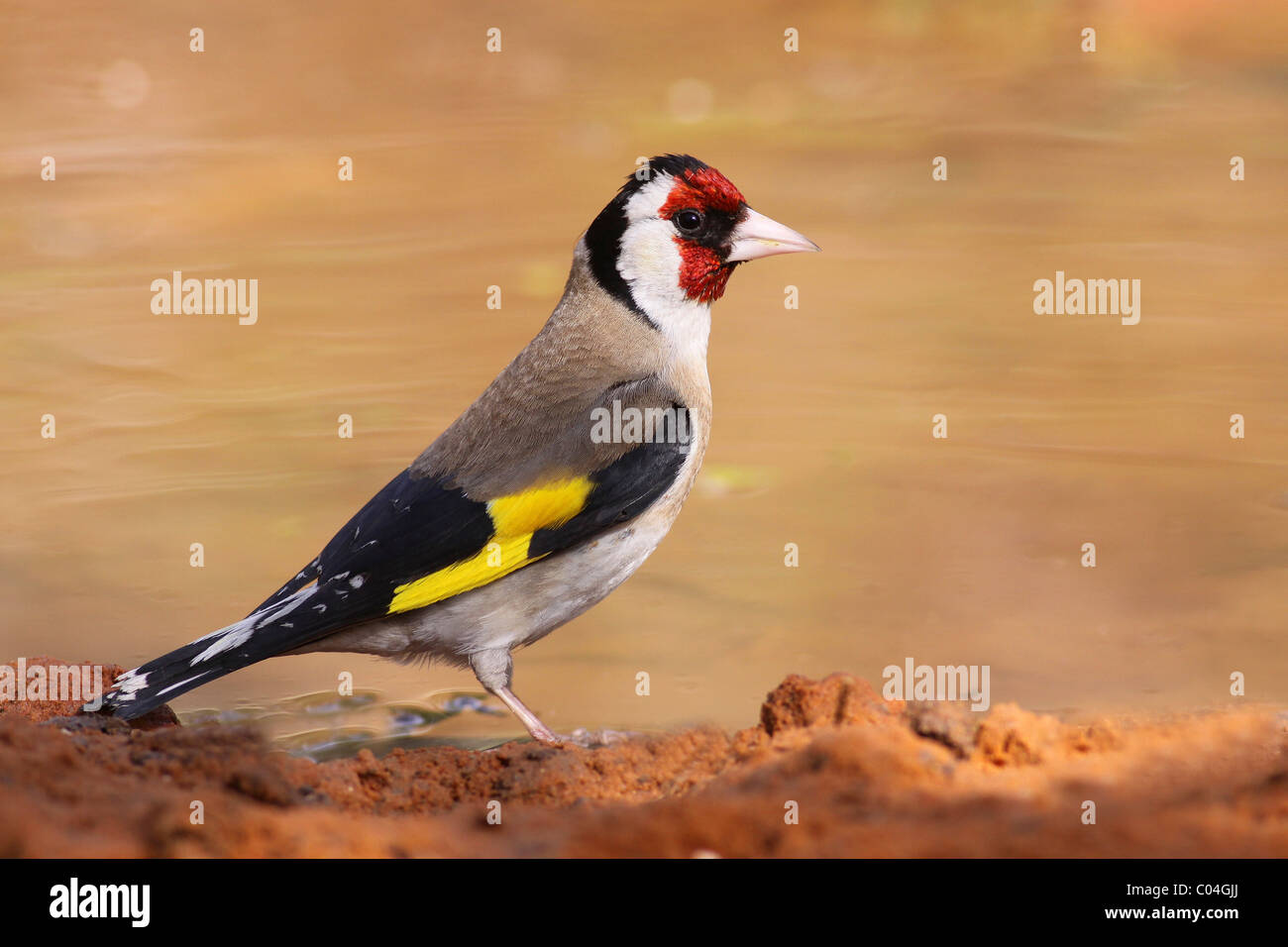 Chardonneret élégant (Carduelis carduelis), cet oiseau se nourrit de graines de l'ajonc d'usines et de chardons. Israël, Avril Banque D'Images