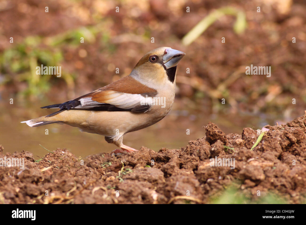(Coccothraustes coccothraustes Hawfinch) par un pool Banque D'Images