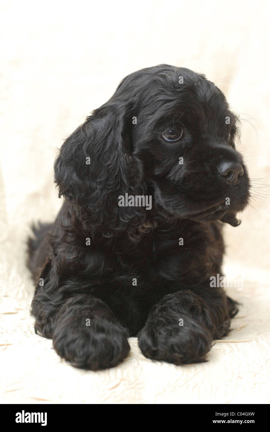Sept Semaines Chiot Cocker Americain Noir Photo Stock Alamy Sept Semaines Chiot Cocker Americain Noir Photo Stock Alamy