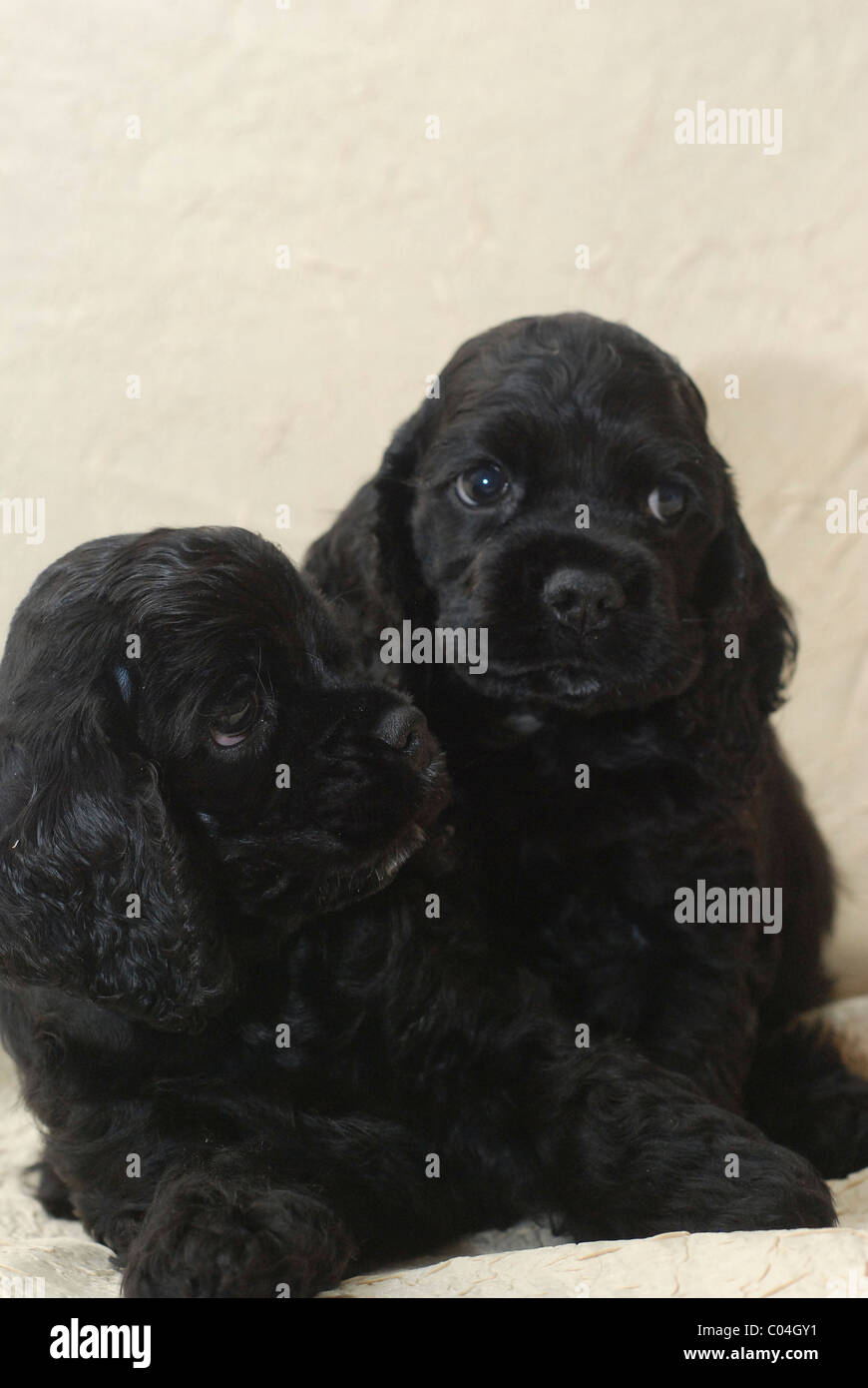 Black Cocker Spaniel Puppy Banque D Image Et Photos Alamy