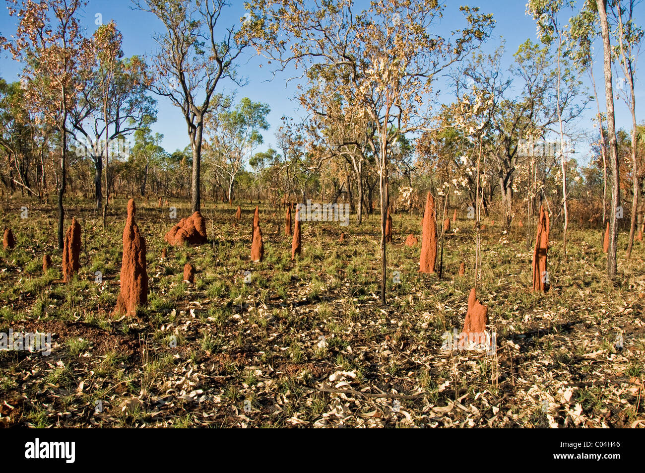 Termitières dans l'outback australien, territoire du Nord Banque D'Images