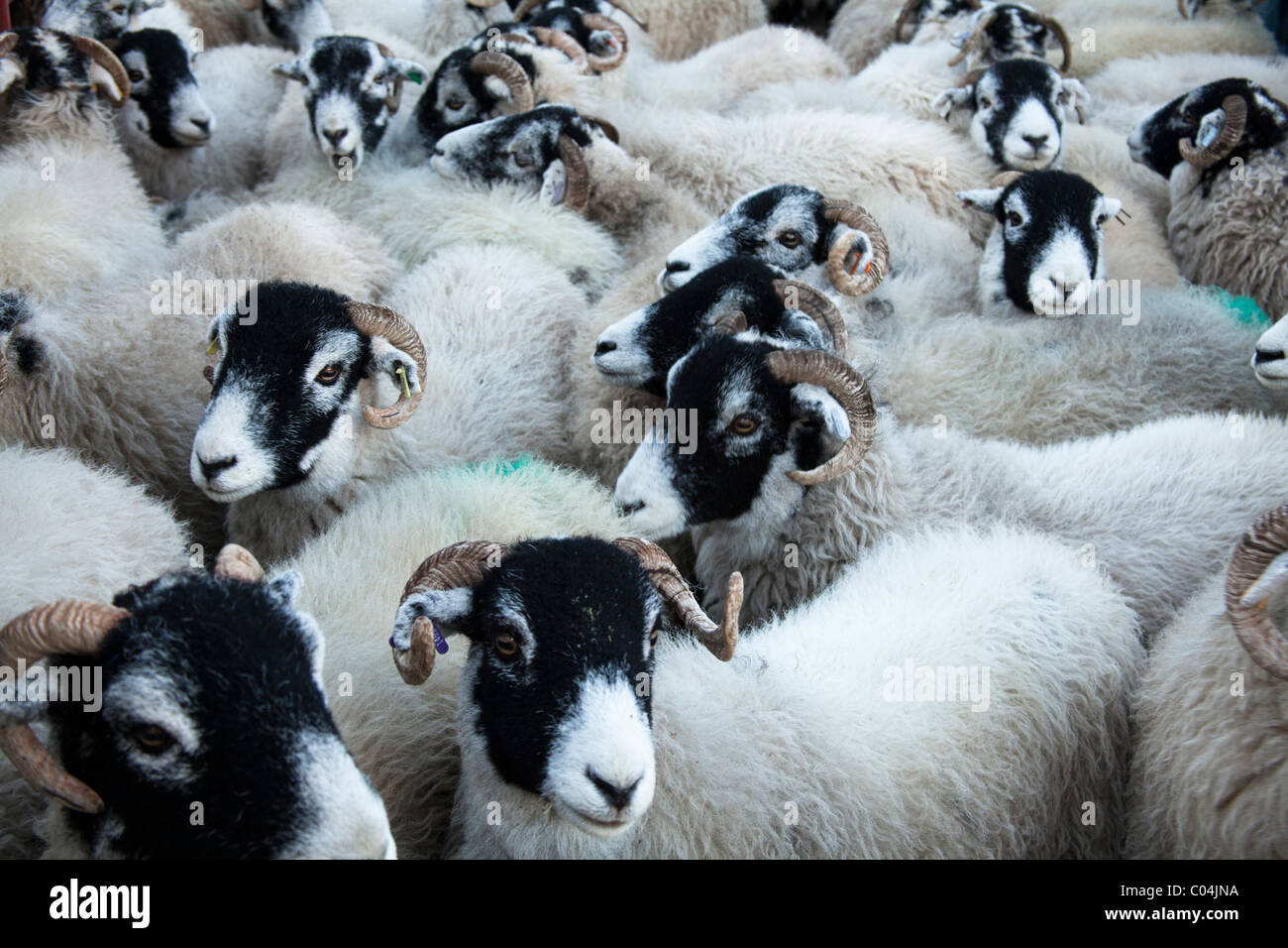Troupeau de moutons Swaledale entassés au stylo en attente de transport vers les marchés Banque D'Images