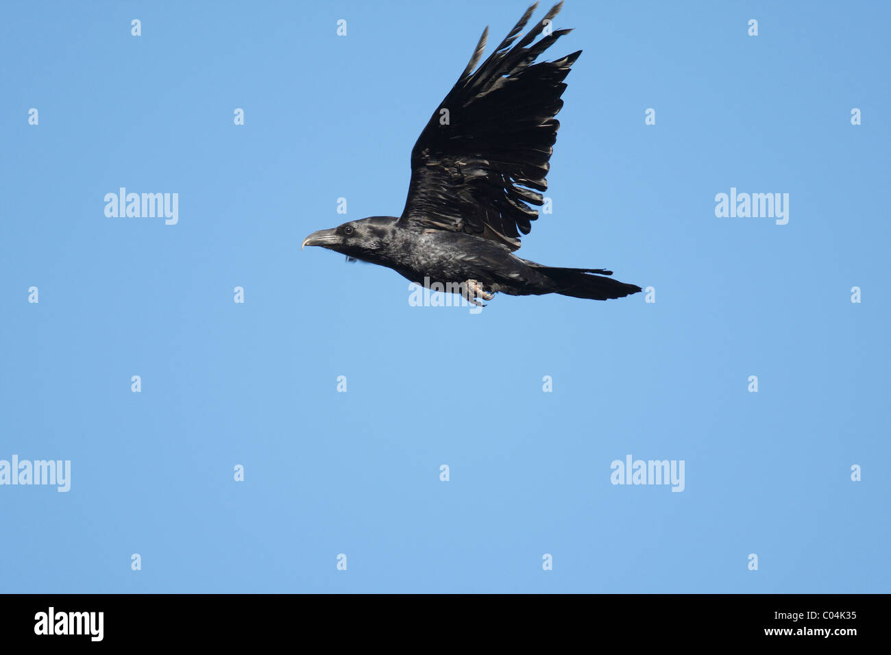 Grand Corbeau (Corvus corax), des profils en vol. Banque D'Images