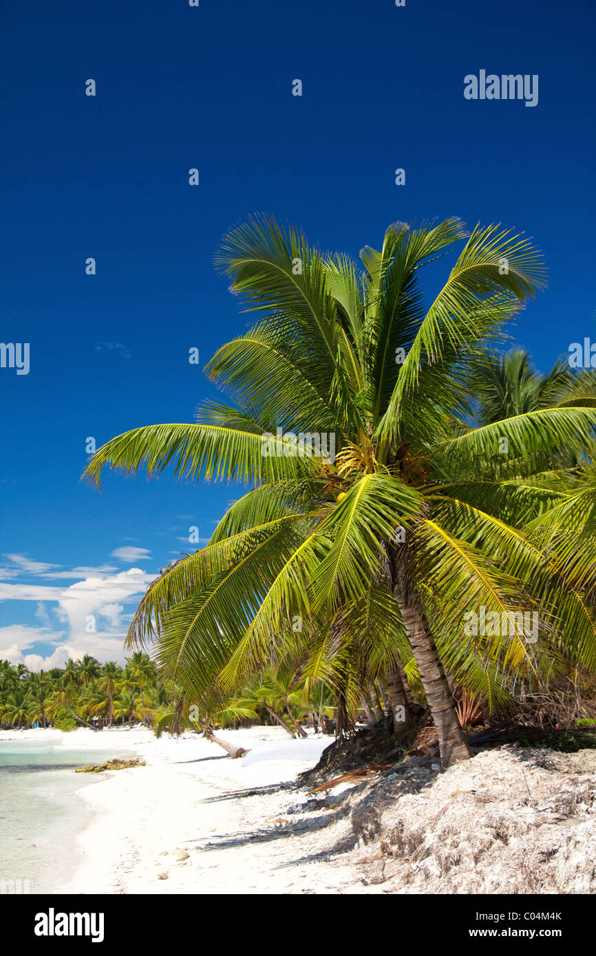 Palm sur mer des Caraïbes, la République Dominicaine Banque D'Images