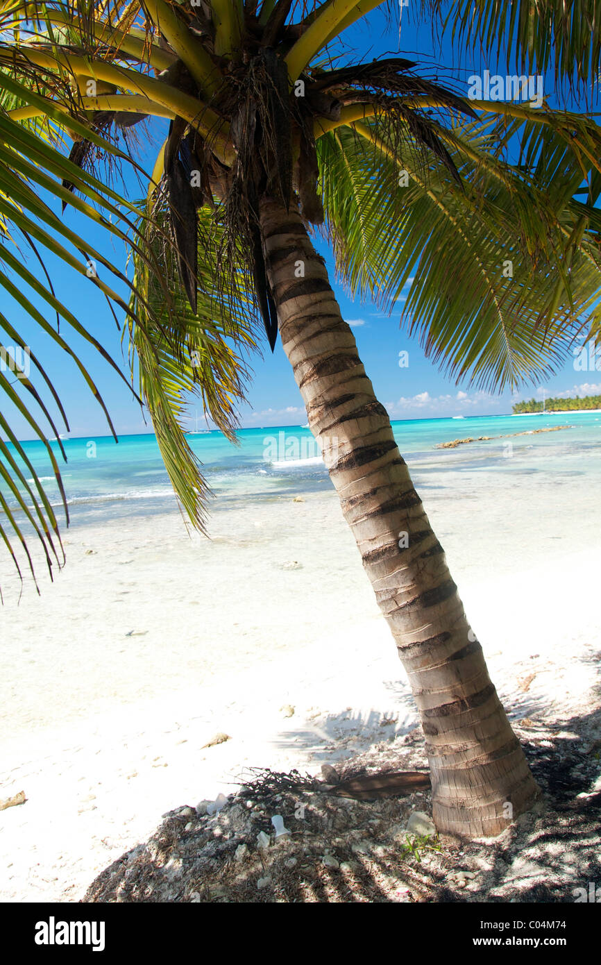 Belle palm sur mer des Caraïbes, la République Dominicaine Banque D'Images