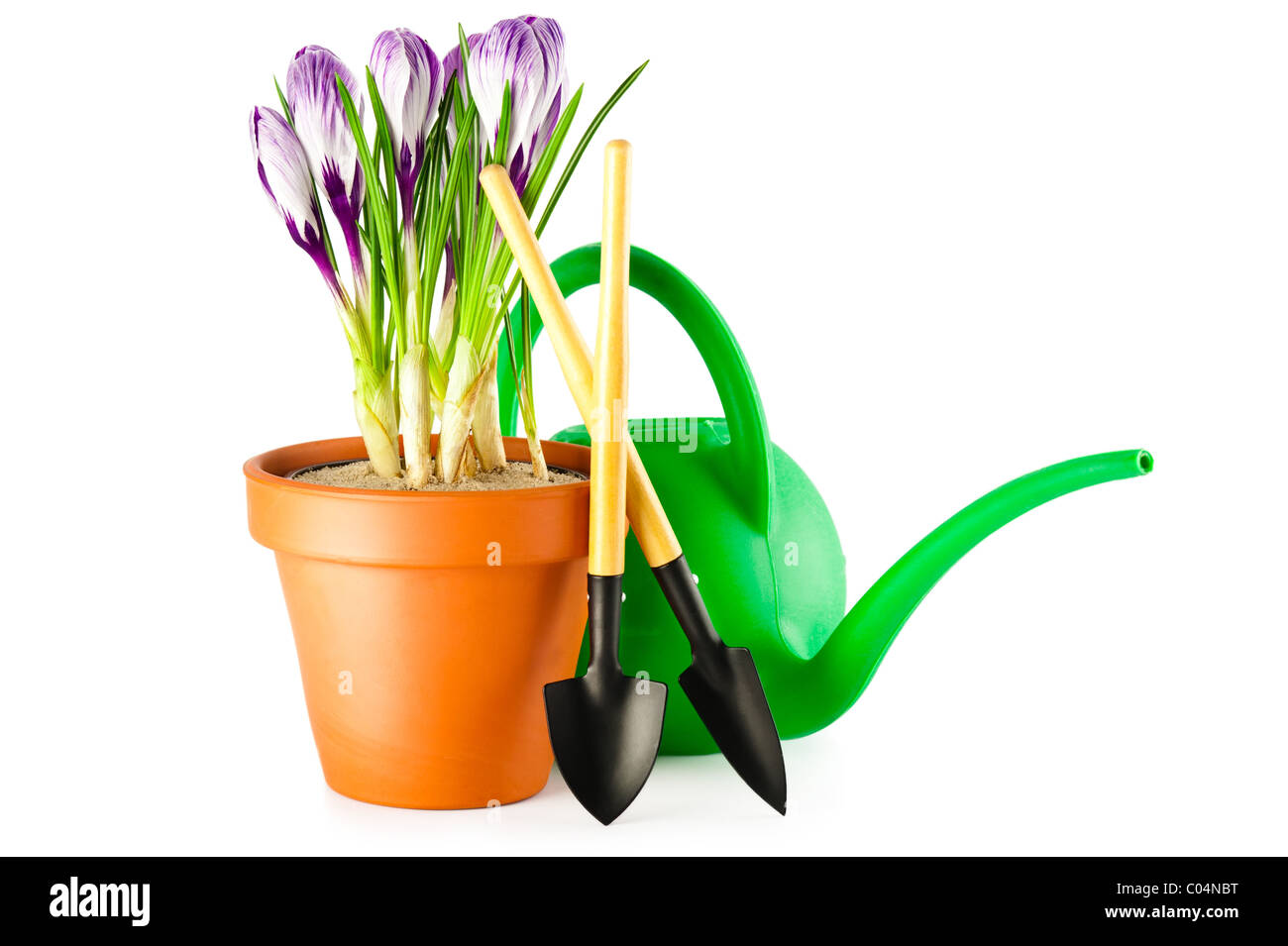 Blooming crocus violet en terre cuite pot de fleurs et d'outils de jardin sur fond blanc Banque D'Images