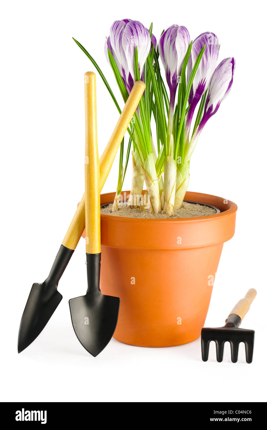 Blooming crocus violet en terre cuite pot de fleurs et d'outils de jardin sur fond blanc Banque D'Images