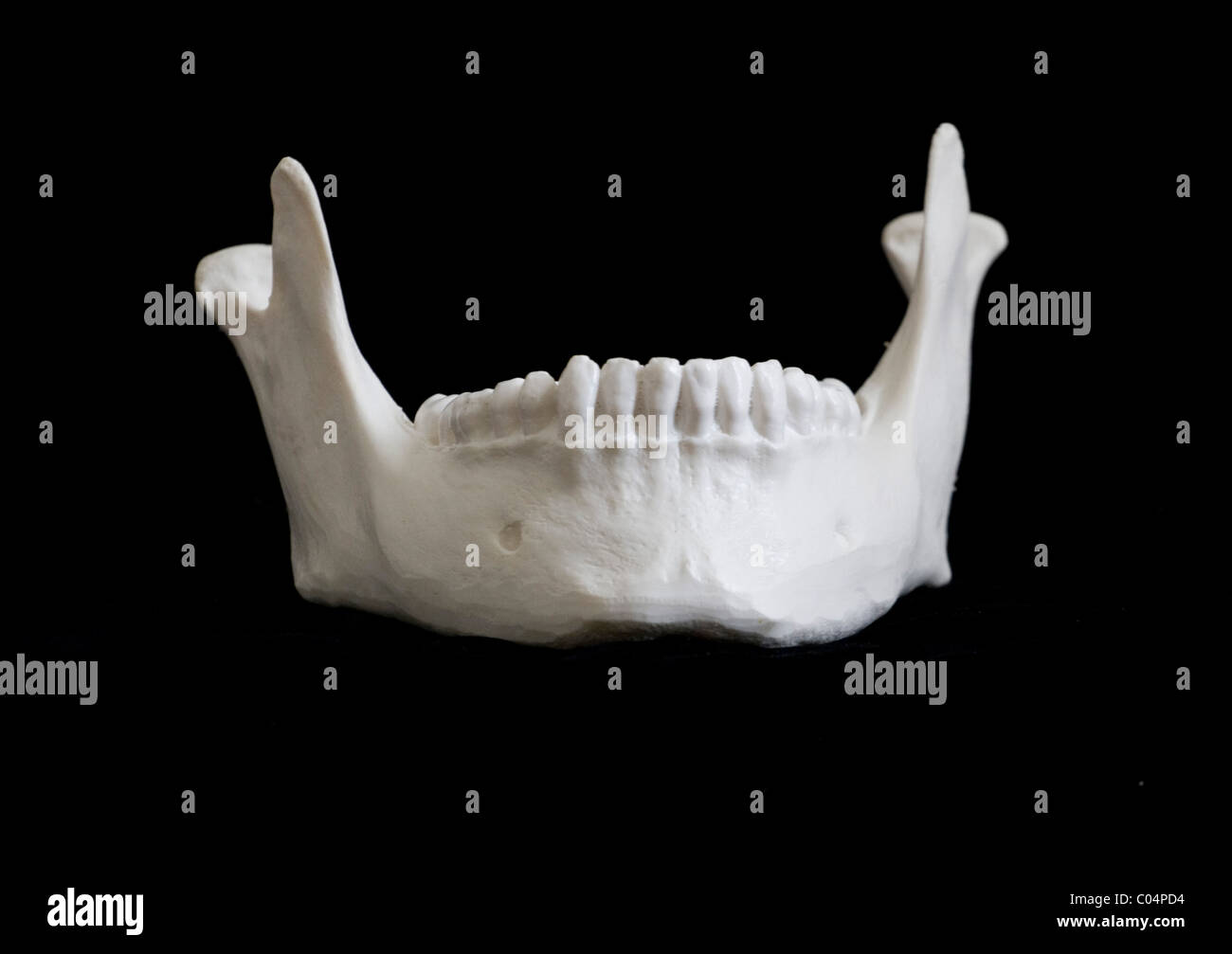 Modèle squelettique humain, mandibule, mâchoire, vue avant, Banque D'Images