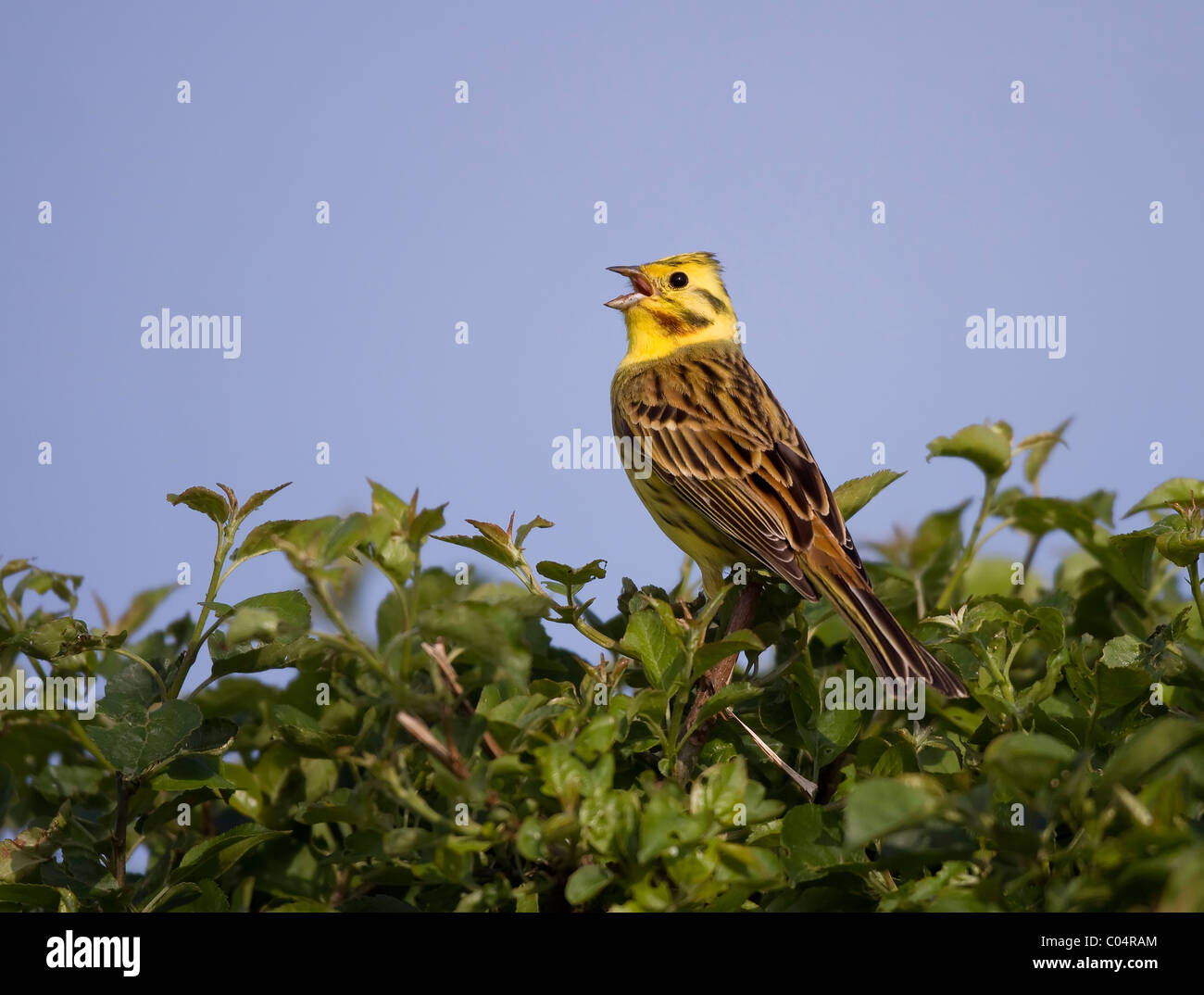Yellowhammer chanter Banque D'Images