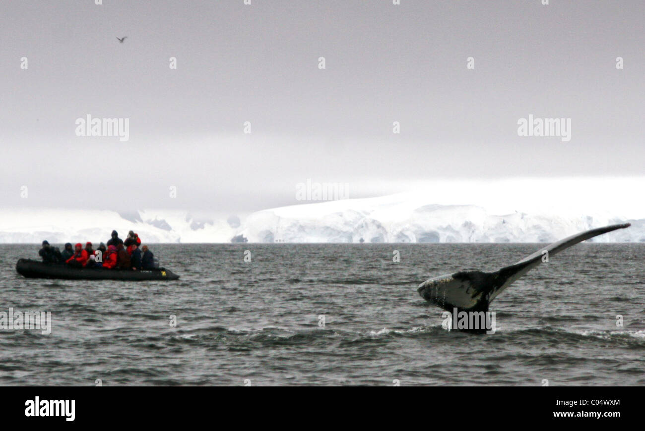 Retour fin de la baleine à bosse près d'un esquif de personnes, l'Antarctique, Péninsule Antarctique Banque D'Images