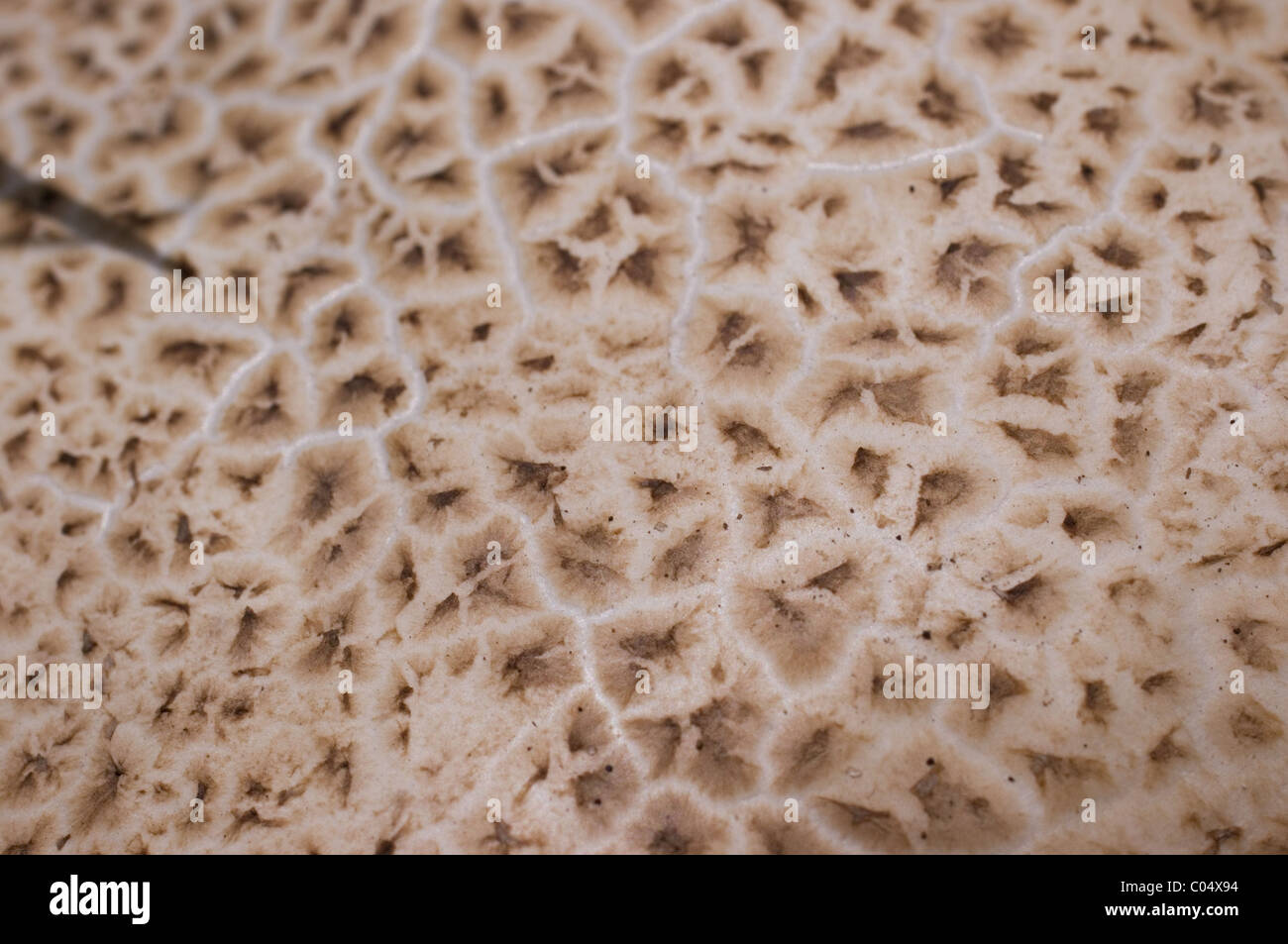 Détail d'un géant à maturité (champignons puffball Calvatia gigantea). Celui-ci était de 20 cm de diamètre. Banque D'Images