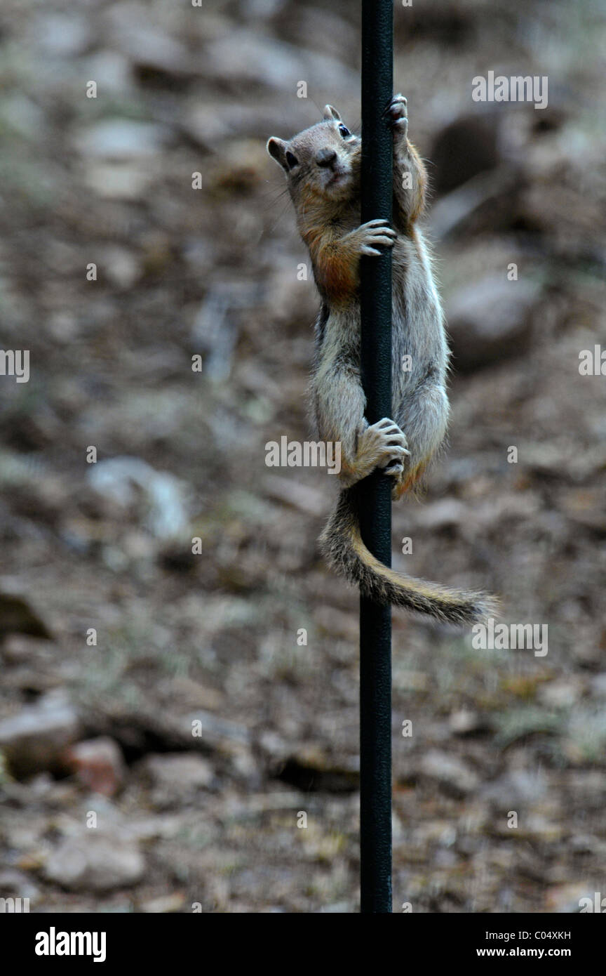 Golden Spermophile à mante dorée (Citellus lateralis) accroché sur base de mangeoire, Colorado nous. Banque D'Images