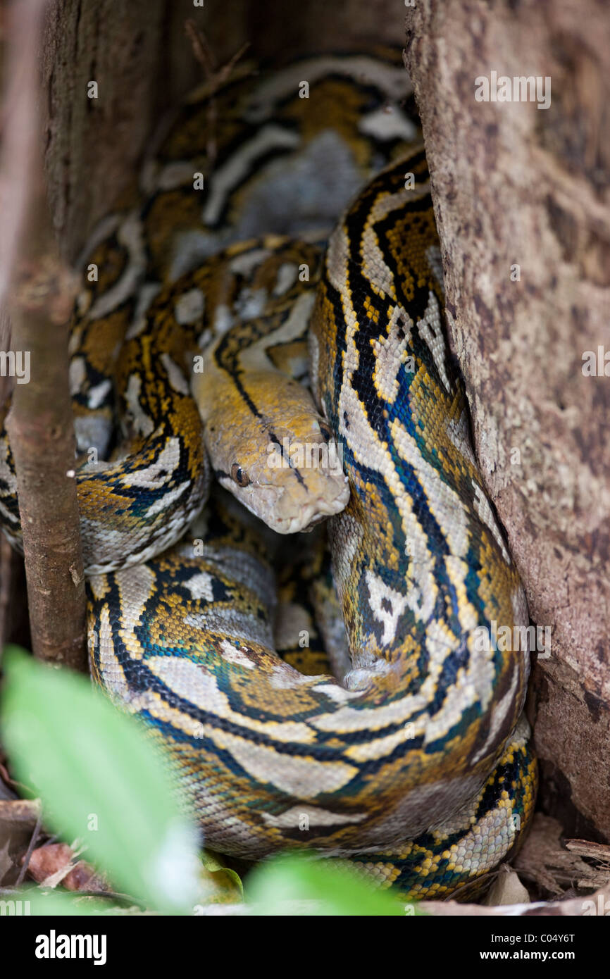 Reticulated Python Python Reticulatus Banque d'image et photos - Alamy