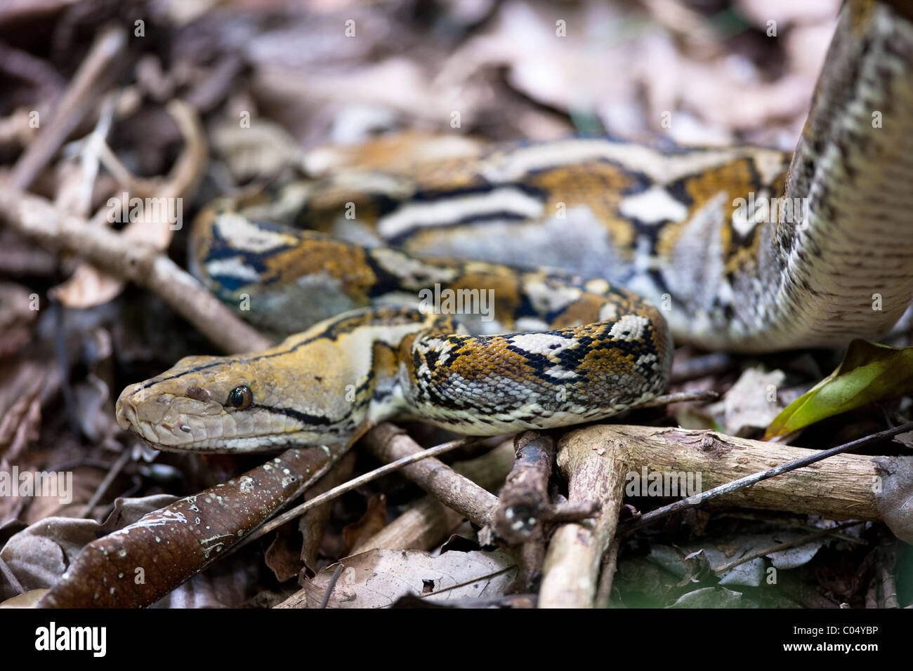 Python réticulé (Python reticulatus reticulatus Photo Stock - Alamy