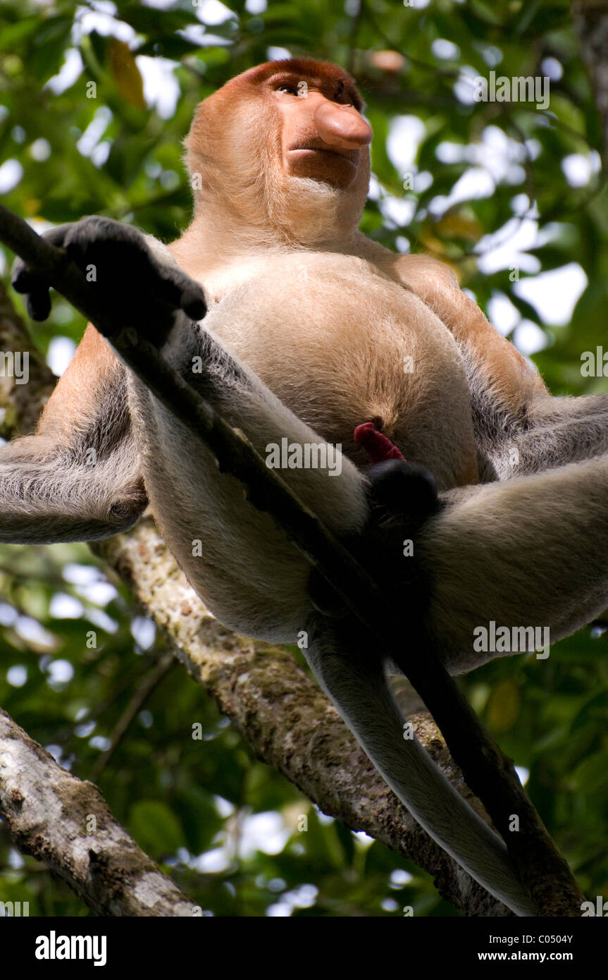 Homme singe Proboscis (Nasalis larvatus), pris dans le Kalimantan, Bornéo Banque D'Images