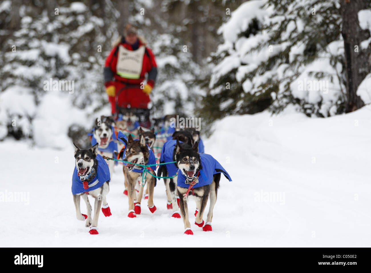 Une équipe de chiens de traîneau sur un sentier forestier. Banque D'Images