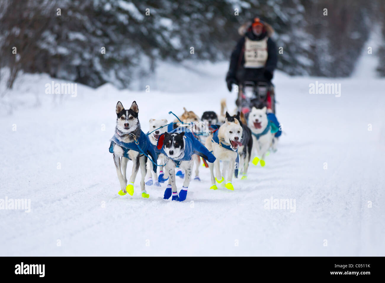 Odin Jorgenson et son équipe l'approche contrôle Sawbill tôt le matin du deuxième jour de la course John Beargrease. Banque D'Images