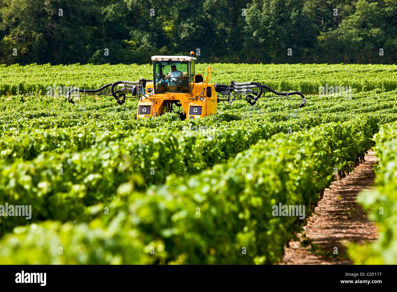 L'homme au travail avec une pulvérisation récolte tracteur vigne vigne dans une vigne à Parnay, vallée de la Loire, France Banque D'Images