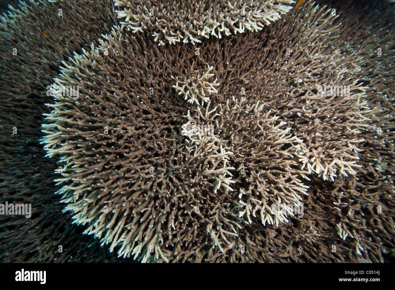 Un récif de corail tropical au large de l'île de Bunaken au nord de Sulawesi, en Indonésie. Banque D'Images