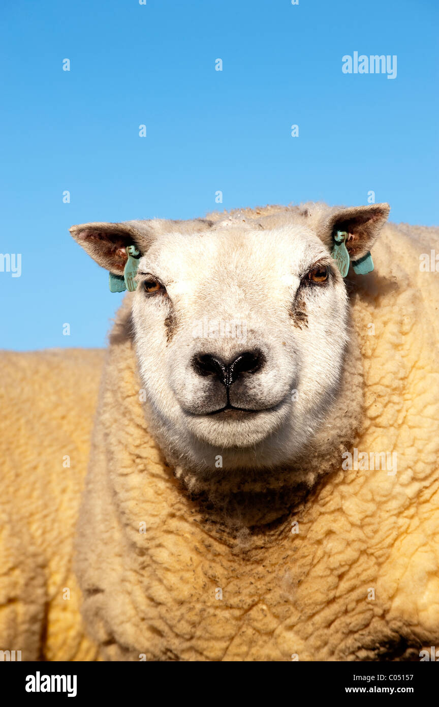 Close up of Loegel Jet ram head. Banque D'Images