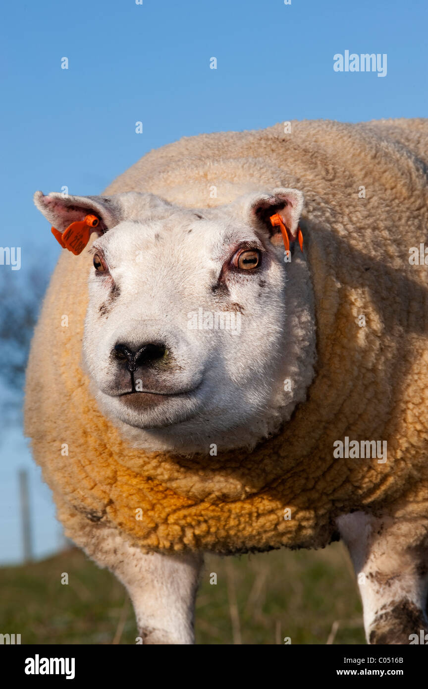 Close up of Loegel Jet ram head. Banque D'Images