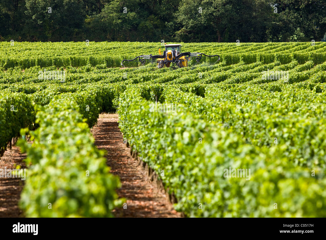 Tracteur de vigne pulvérisation des cultures de vignes dans un vignoble à Parnay, vallée de la Loire, France Banque D'Images