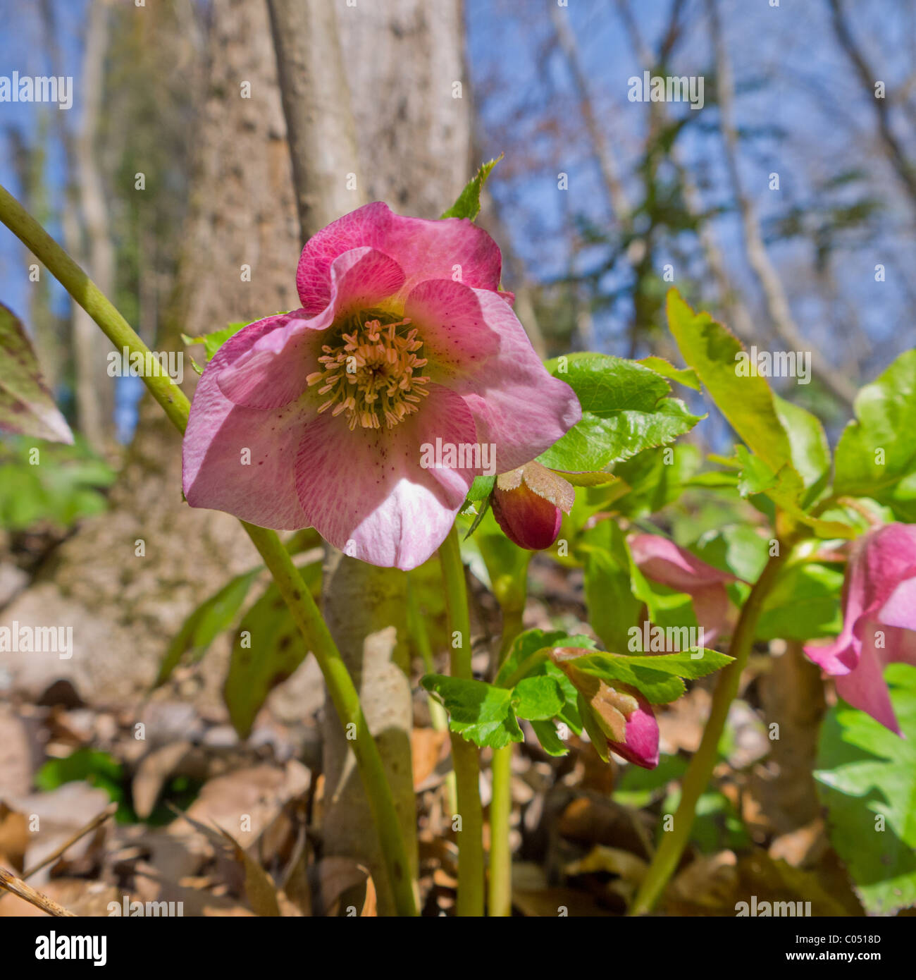 Close-up of Lenten Rose (Hellebore) à la fin de l'hiver Banque D'Images