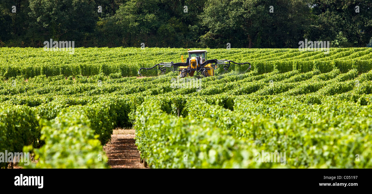 Tracteur de vigne pulvérisation des cultures de vignes dans un vignoble à Parnay, vallée de la Loire, France Banque D'Images