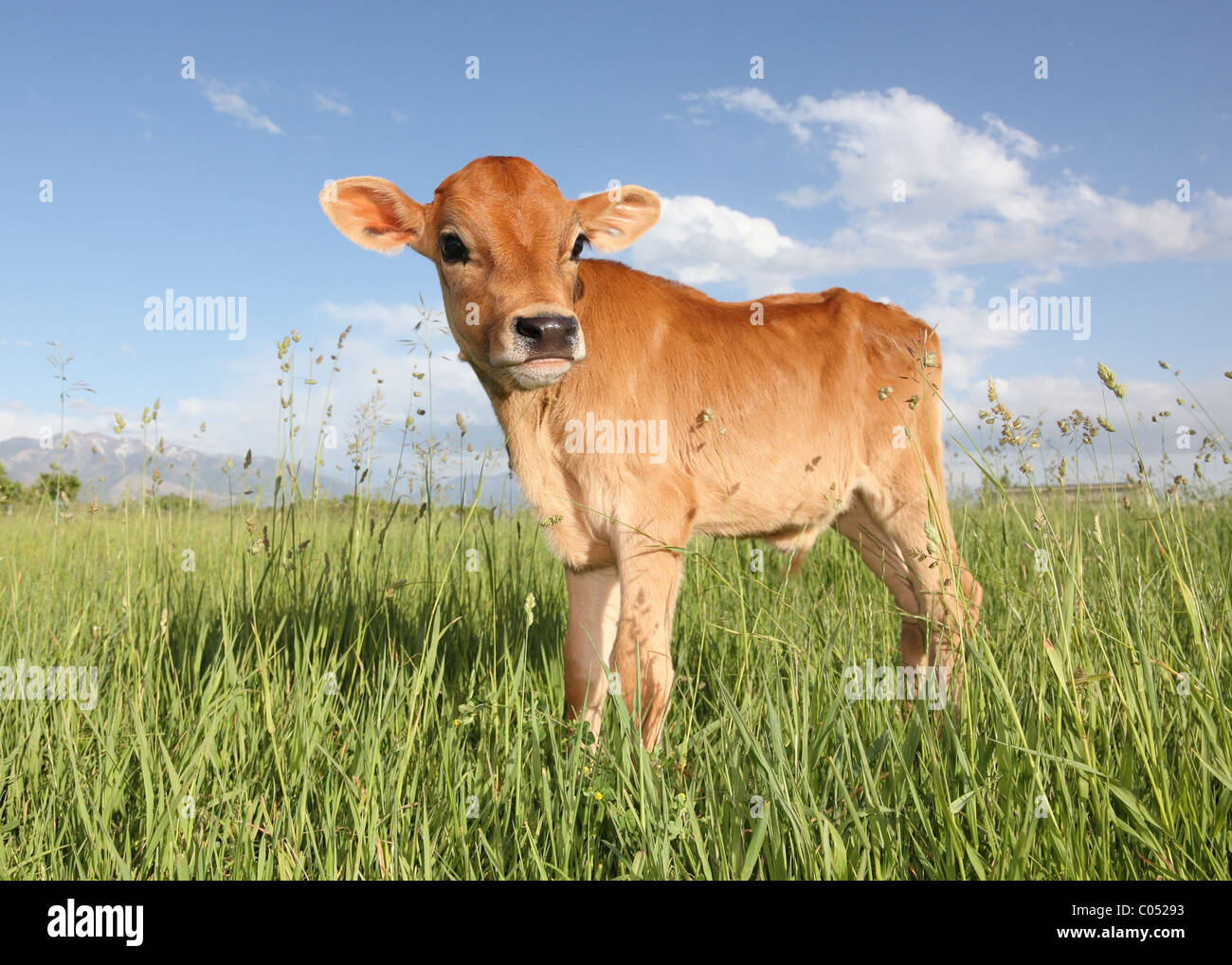 Baby cow standing dans domaine de l'herbe longue Banque D'Images