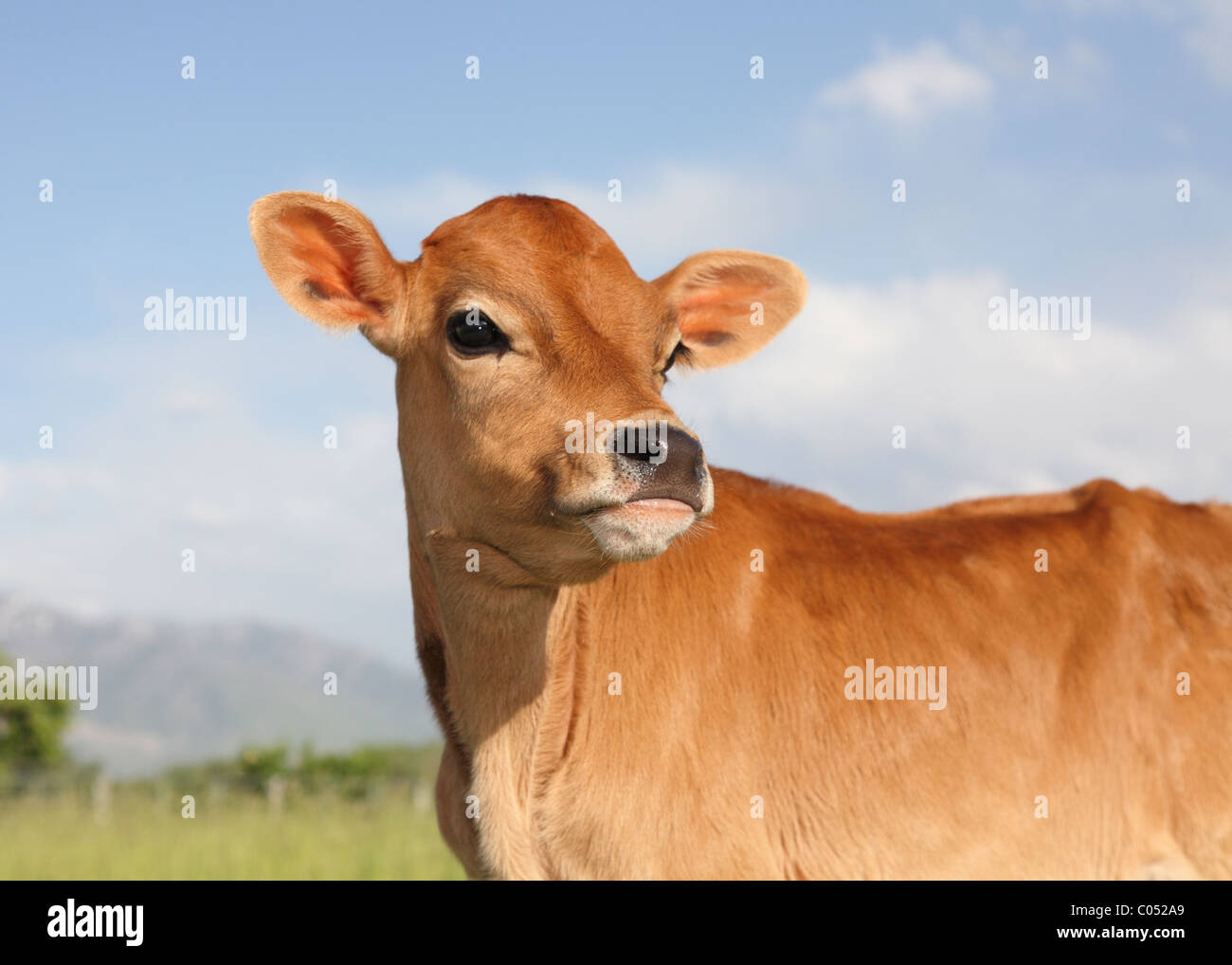 Close-up jeune vache en champ avec sky Banque D'Images