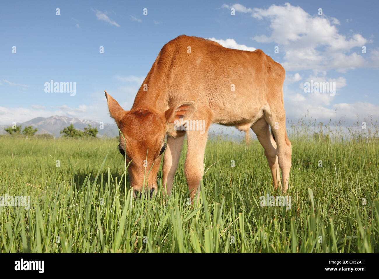 Les jeunes veaux alimentation Jersey vache dans un pré long Photo Stock -  Alamy