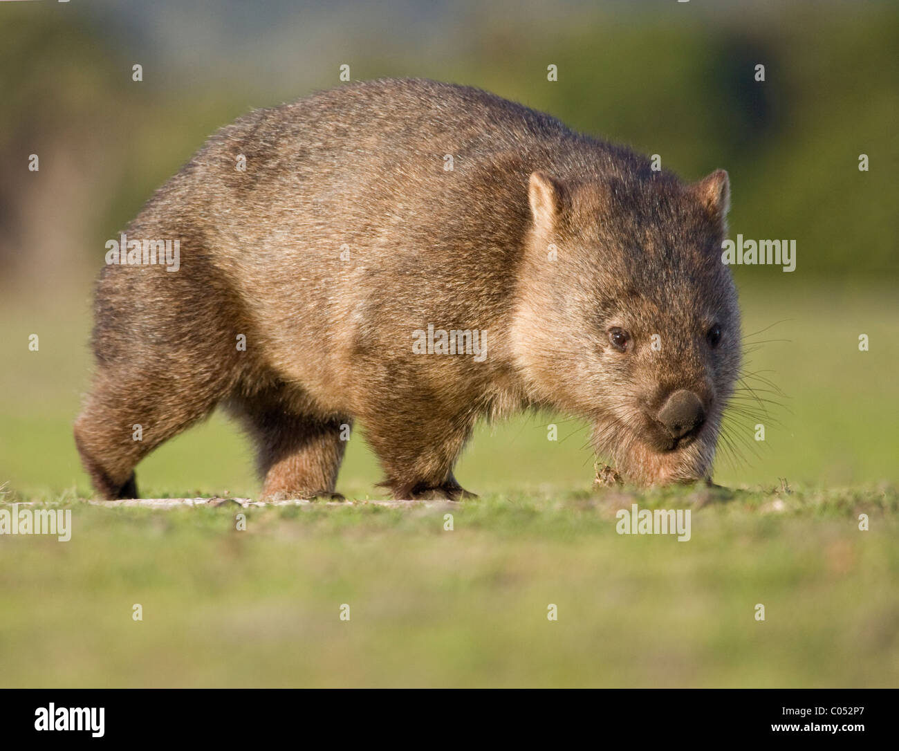 Wombat (Vombatus ursinus) au coucher du soleil. Banque D'Images