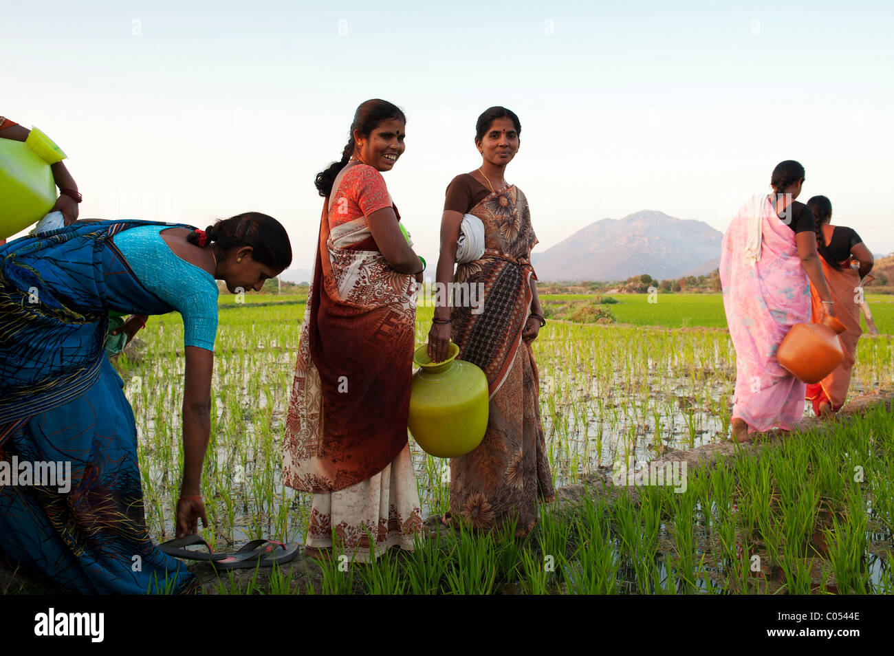 Groupe de femmes du village de l'Inde rurale de marcher à travers une rizière portant de l'eau pots dans la campagne indienne. L'Andhra Pradesh, Inde Banque D'Images