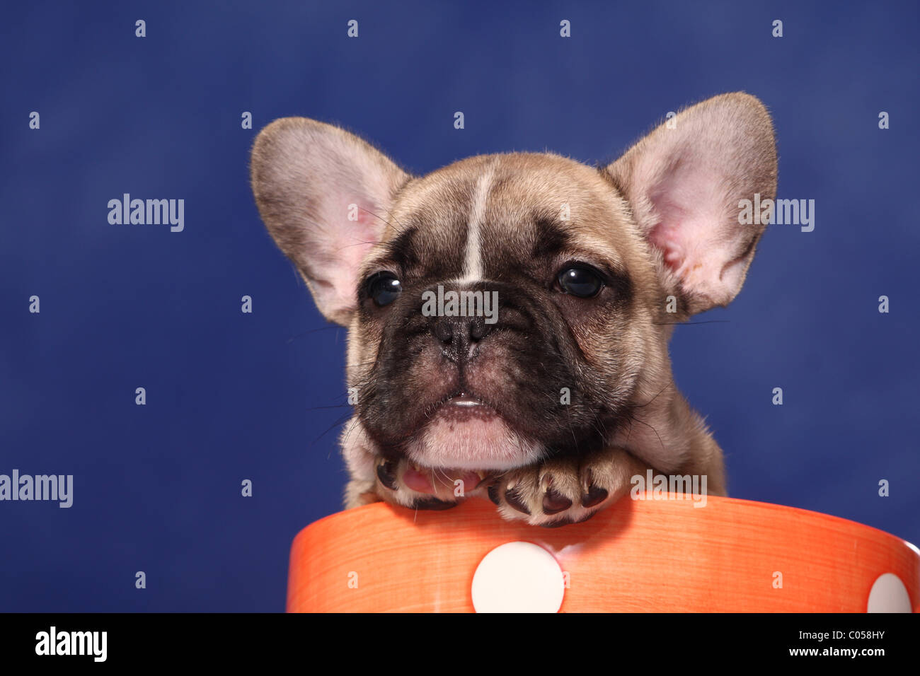 Bouledogue français chiot dans tasse Banque D'Images