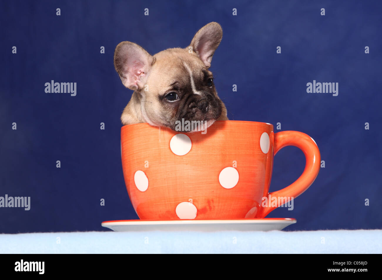 Bouledogue français chiot dans tasse Banque D'Images