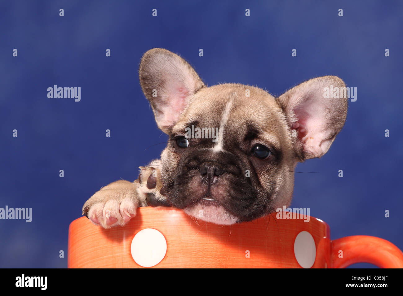 Bouledogue français chiot dans tasse Banque D'Images