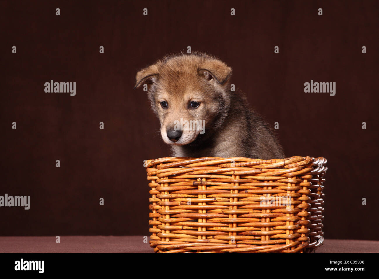 Chien Loup Saarloos dans panier Banque D'Images