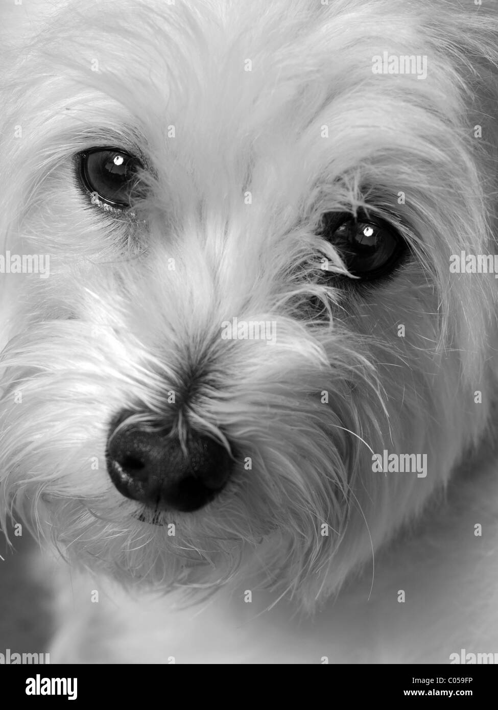 Portrait de chien Banque D'Images