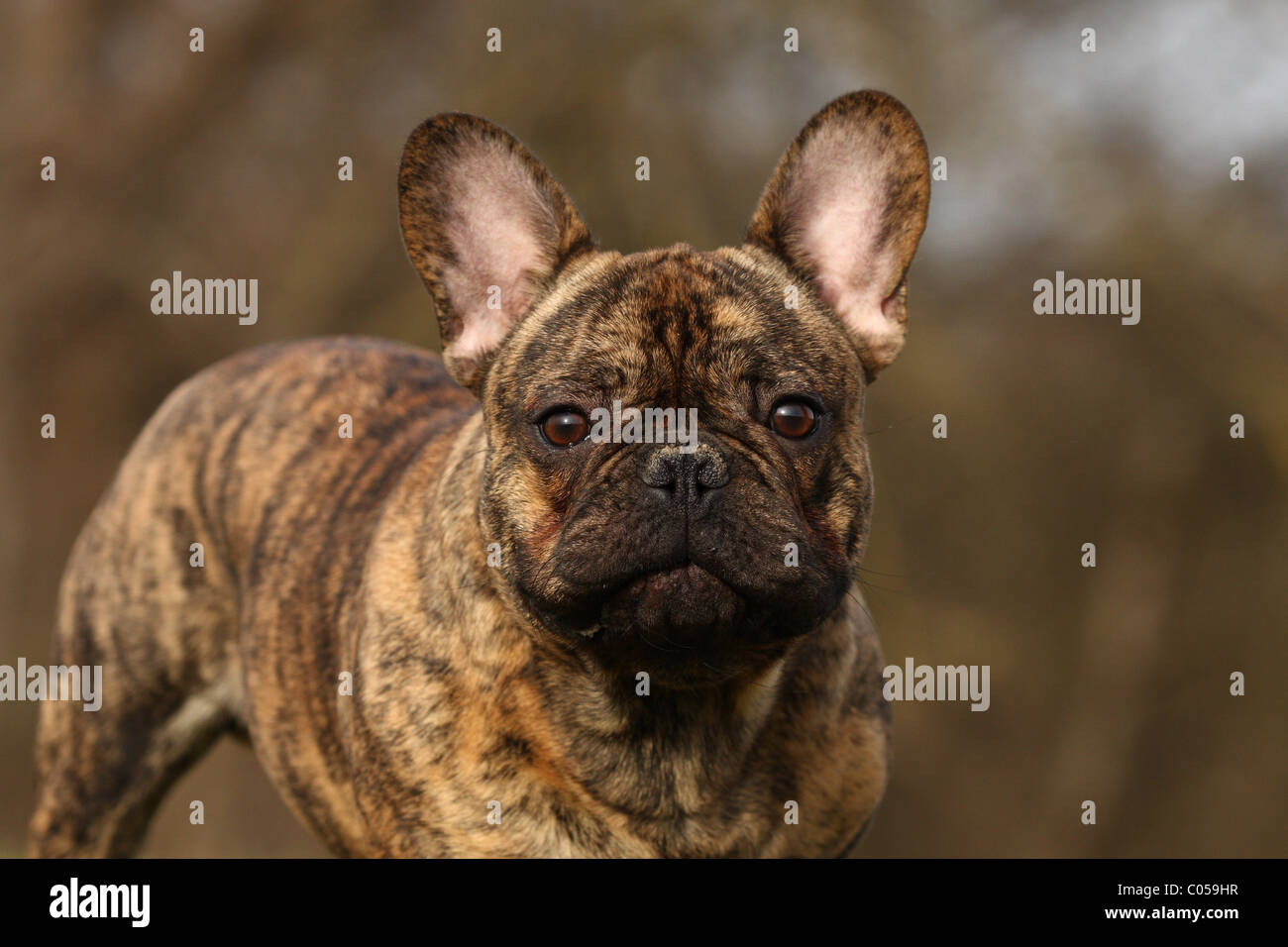 Bouledogue Français Portrait Banque D'Images