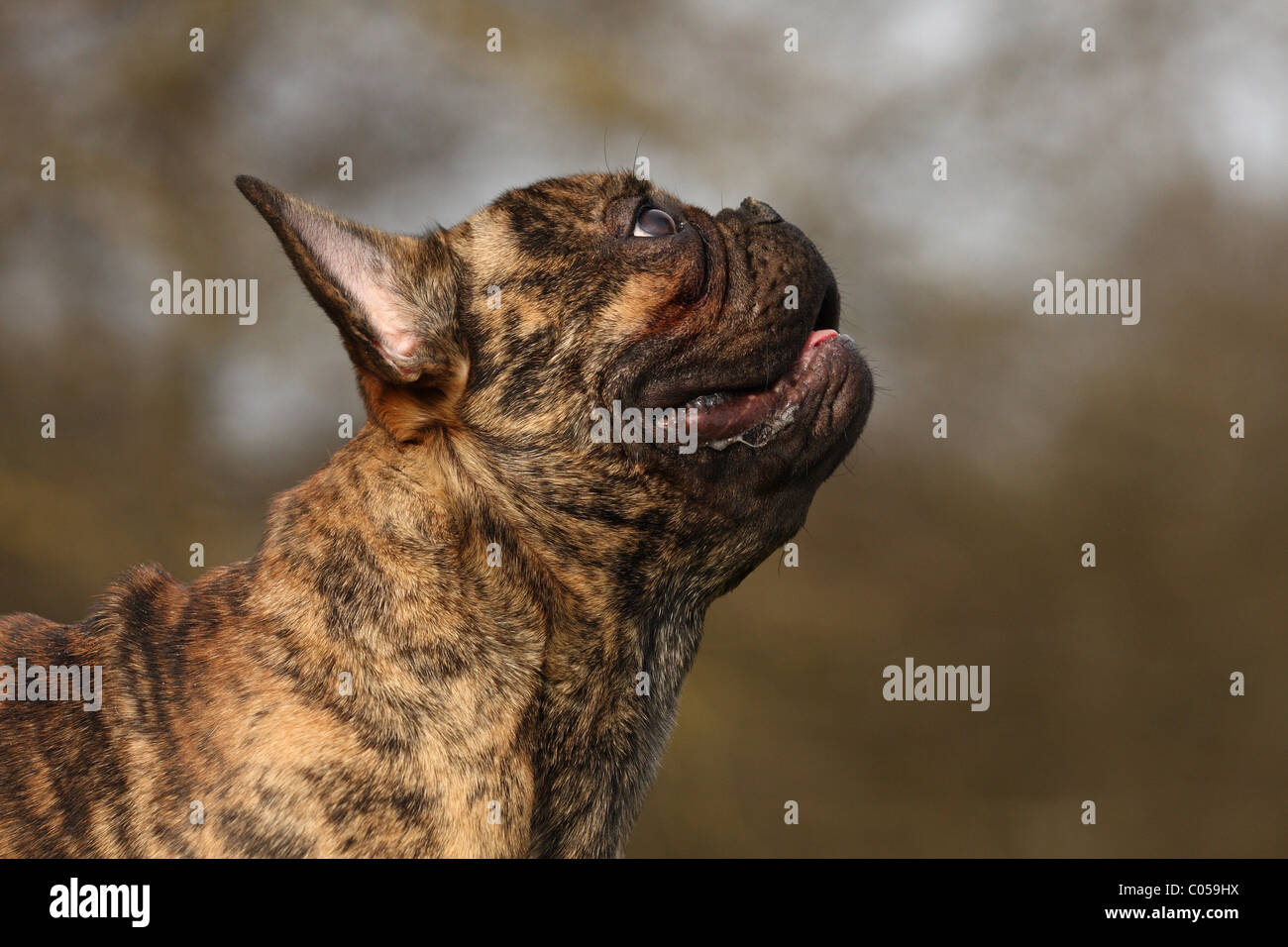 Bouledogue Français Portrait Banque D'Images