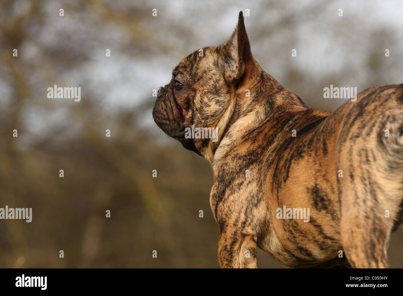 Bouledogue Français Portrait Banque D'Images